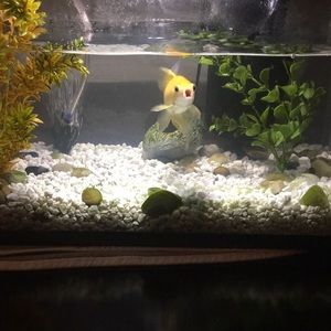 Meet your Posher, Dorel